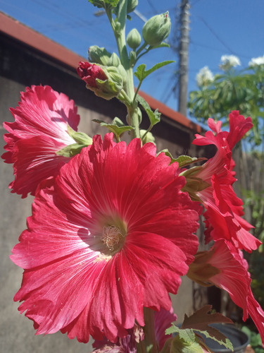 50 Sementes De Malva Real Vermelha