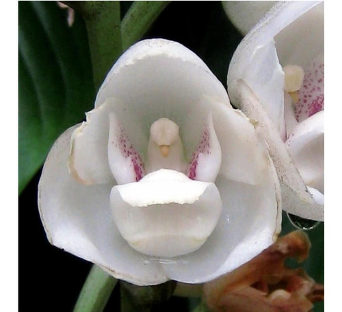 100 Sementes De Flor Do Espirito Santo | Parcelamento sem juros