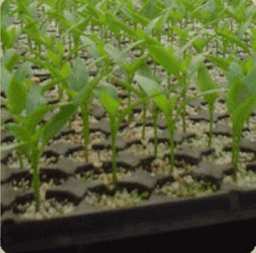 Imagen 6 de 8 de Bandeja Germinacion Carluccio Cultivo Almacigo Huerta X 5uni