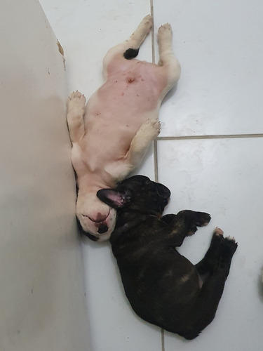 Bulldog Francês