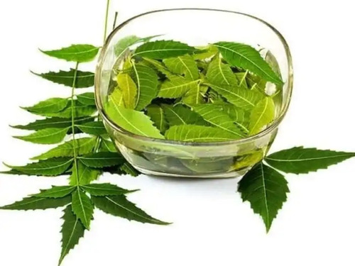 Hoja De Neem Fresca 70 Gr.