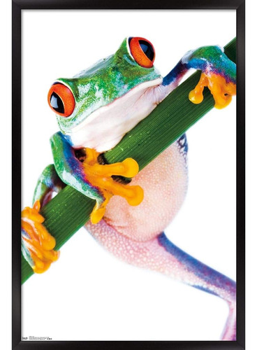 Trends International Tree Frog Wall Poster, 22.375  X 34 , V