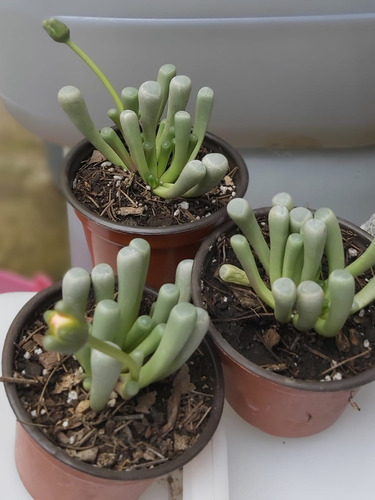 Fenestraria Aurantiaca Lithops Haworthia Con Mercado Envíos