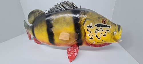 Peixe Tucunaré Açu Amazônico Em Resina