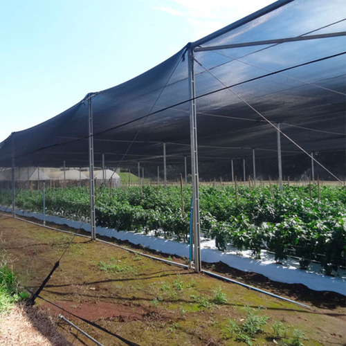 Tela Sombreamento Viveiros Estufa Plantas 80% 6x5 Mts