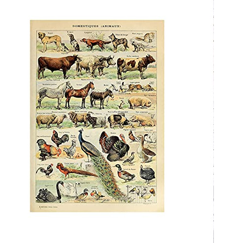 Tipos De Animales Francés Vintage, Impresiones Papel D...