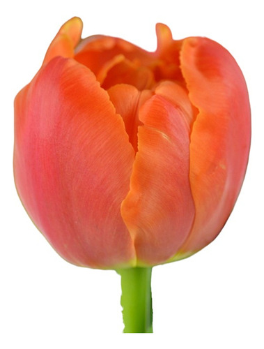 Pack 20 Bulbos De Tulipan Naranjo Doble