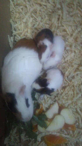 Imagen 3 de 7 de Cui Bebes