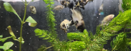 Pez Oscar Astronotus Cobre Chico Rojo