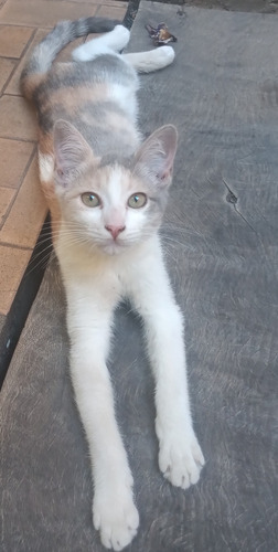 Gatitos En Adopcion Cordoba Capital