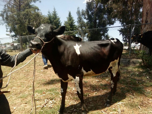 Ganado Lechero Y Para Carne En Varias Razas Y F1 