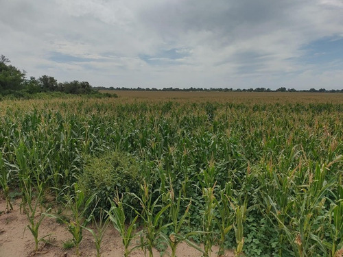 Imagen 7 de 10 de 122 Hectáreas Agrícolas Rincón - Rio Segundo