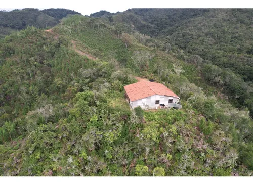Finca Sembrada En Pino En El Municipio De Abejorral