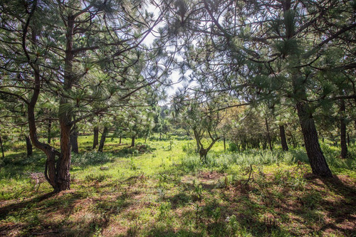 Terreno En Venta En Real De Encinos, Tapalpa, Jalisco.