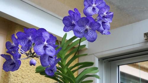 Orquídea Vanda Várias Cores (adulta) | Frete grátis