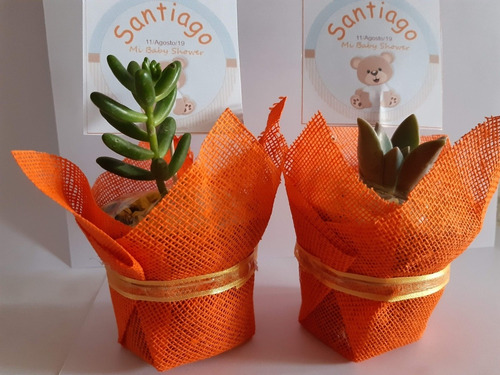 Imagen 4 de 7 de Recuerdos Bautizo 30 Plantas Suculentas Decoradas
