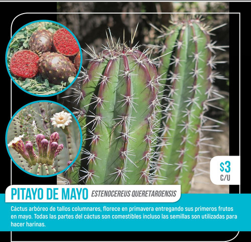 10 Semillas Pitayo De Mayo Stenocereus
