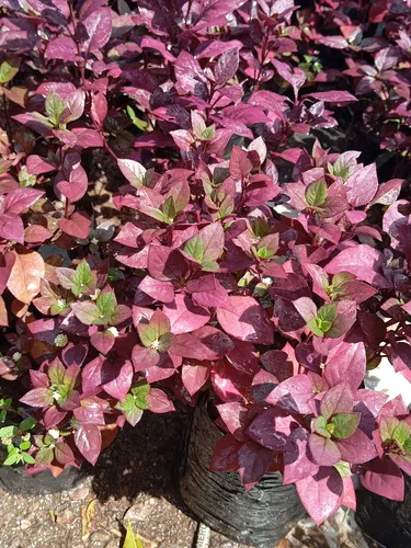 Plantas Croto Vinotinto