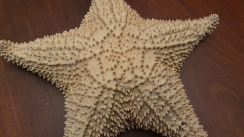 Imagen 5 de 7 de Estrella De Mar Natural Grande 32 Cm De Mexico