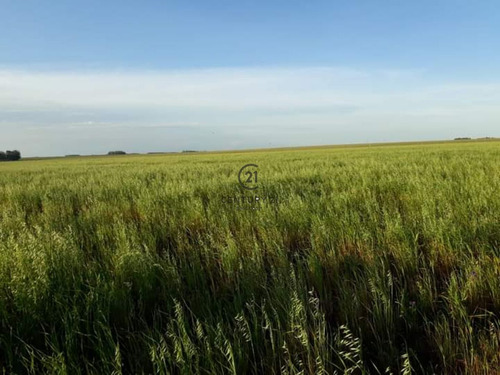 En Venta Campo En Salto   Tipo De Campo Agricola-ganadero A 45 Km De Salto