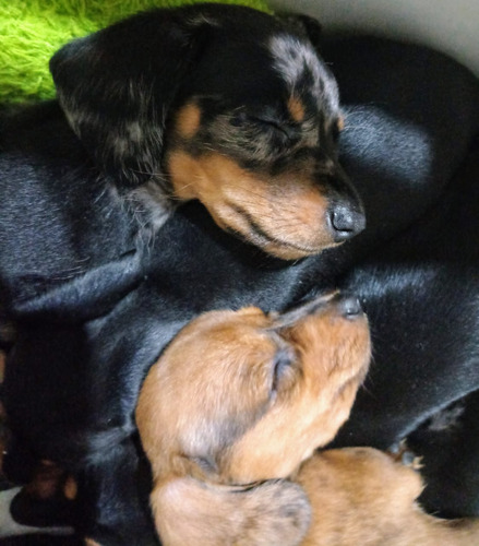 Cachorros Arlequin Roja Salchicha Dachshund Mini Belleza !!! Arlequin Roja