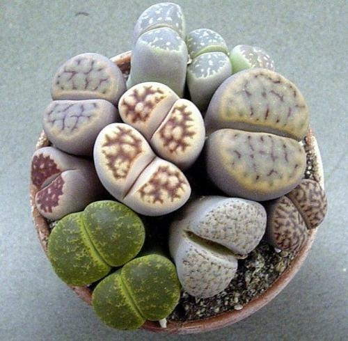 Semillas Planta Piedra, Lithops 50 Semillas