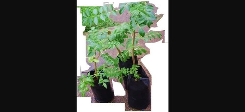 Imagen 2 de 3 de Planta De Arbol De Sauco En Envase Para Jardín O Parque