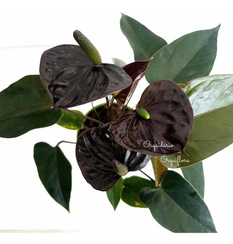 Mini Antúrio Negro Planta Natural Adulta Com Vaso