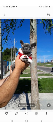 Bulldog Francés Cachorra Exótica