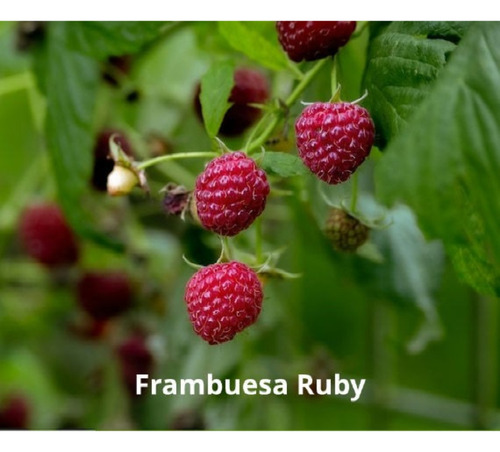 Plantin Frambuesa Ruby