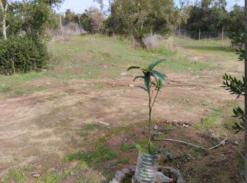 Parcela En Venta En Las Cabras