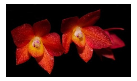 Orquidea Sophronitis Cernua Amarela Endsfeldzii | MercadoLivre 📦