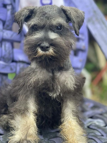 Cachorros Schnauzer 