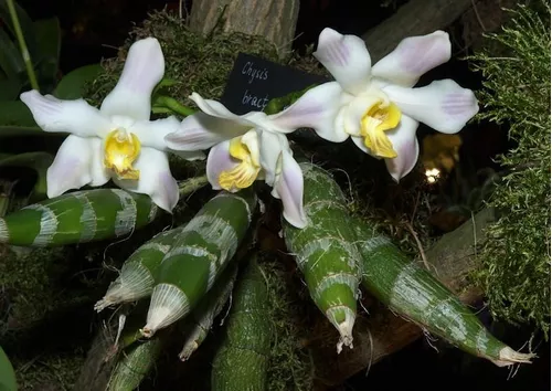 Venta De Orquídeas Chysis Bractenses