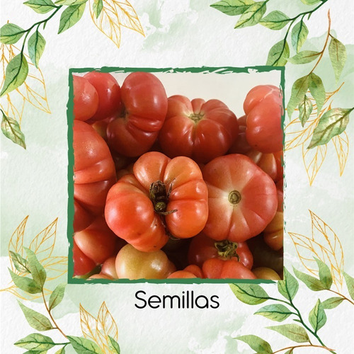 75 Semillas Orgánicas De Tomate Riñon 
