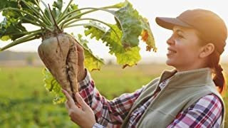 Semilla De Remolacha Azucarera   Más De 250 Semillas   Fabri