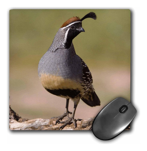 3drose Llc, 8 X 8 X 0.25 Gambels Quail Bird Tuscon Arizon...