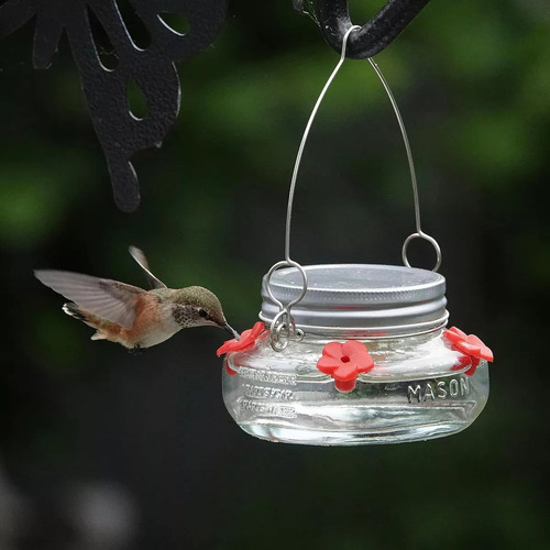 / Nature's Way Bird Products Mjf1 Mason Jar - Comedero Para