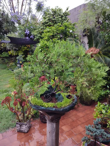 Bonsai Antiguo Pino Cipres. (Usado)