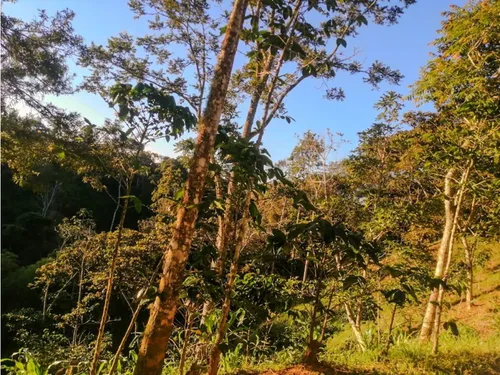 Finca En Yolombo Vereda Marquesa