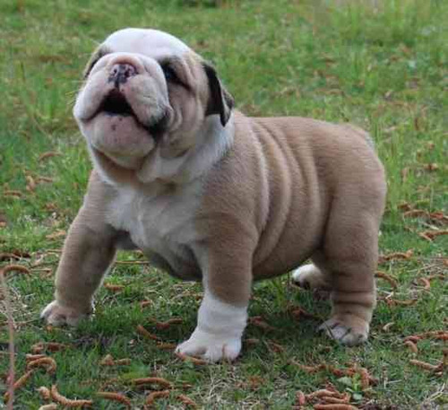 Cachorro Bulldog Ingles Con Opción A Pedigree 