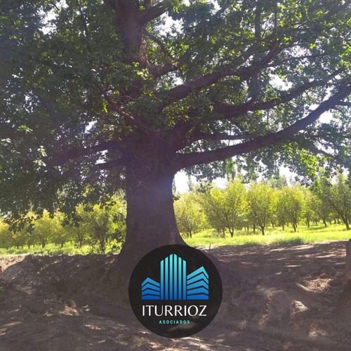 Imagen 3 de 10 de En Venta Finca General Alvear Mendoza