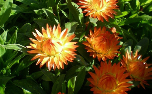 Imagen 2 de 5 de Semillas Siemprevivas O Flor De Papel X Sobre A Toda Huerta