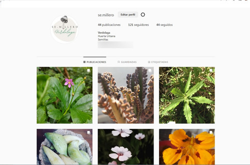 Plantin De Maracuya Amarillo - Flor Pasionaria - Frutal