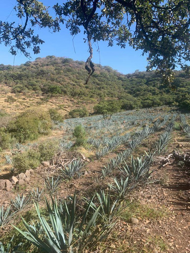 Terreno Rústico En Venta!!! Ayotlan, Jalisco