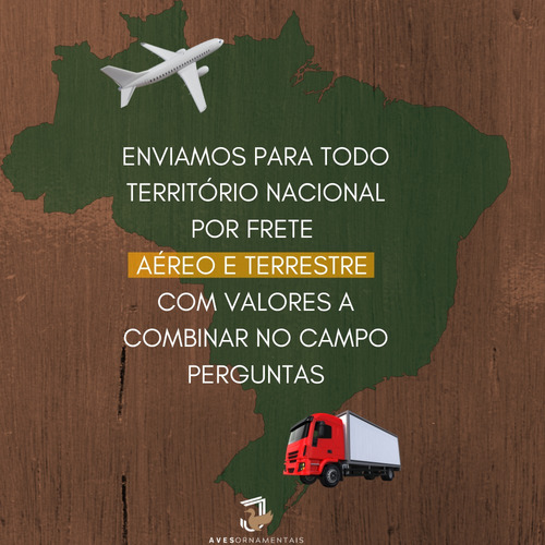 Filhotes De Avestruz Com 45 Dias Un