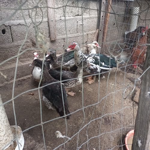 Vendo 1 Pato 2 Patas Y Tres Crías Ya Grandes Vealos 