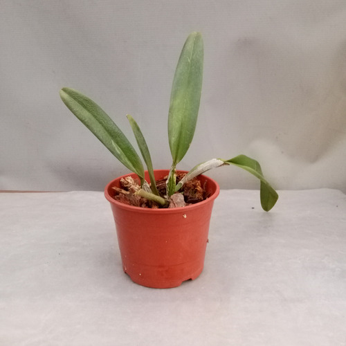 Planta, Orquídea Cattleya Floralia Lila