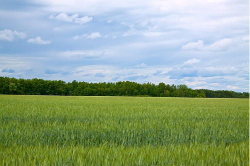 Campo En Venta ( Partido De Ayacucho)