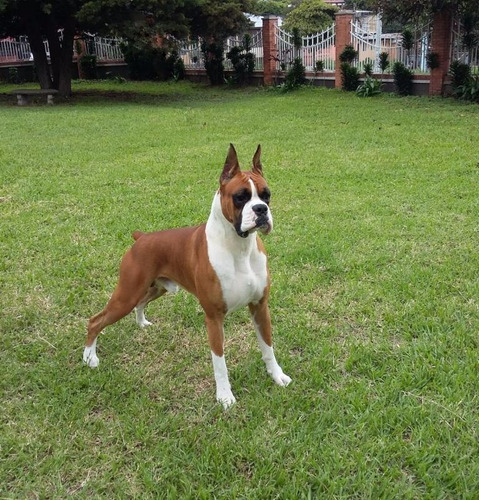 Boxer, Padrote Con Pedigri Para Salto 